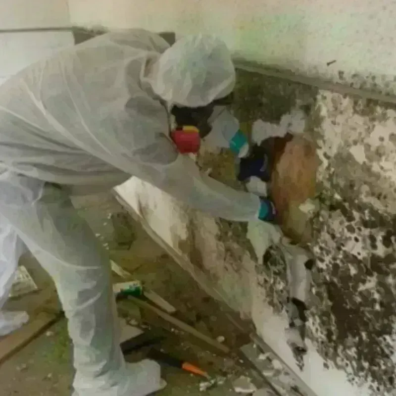 Mold Remediation and Removal in Columbia, KY